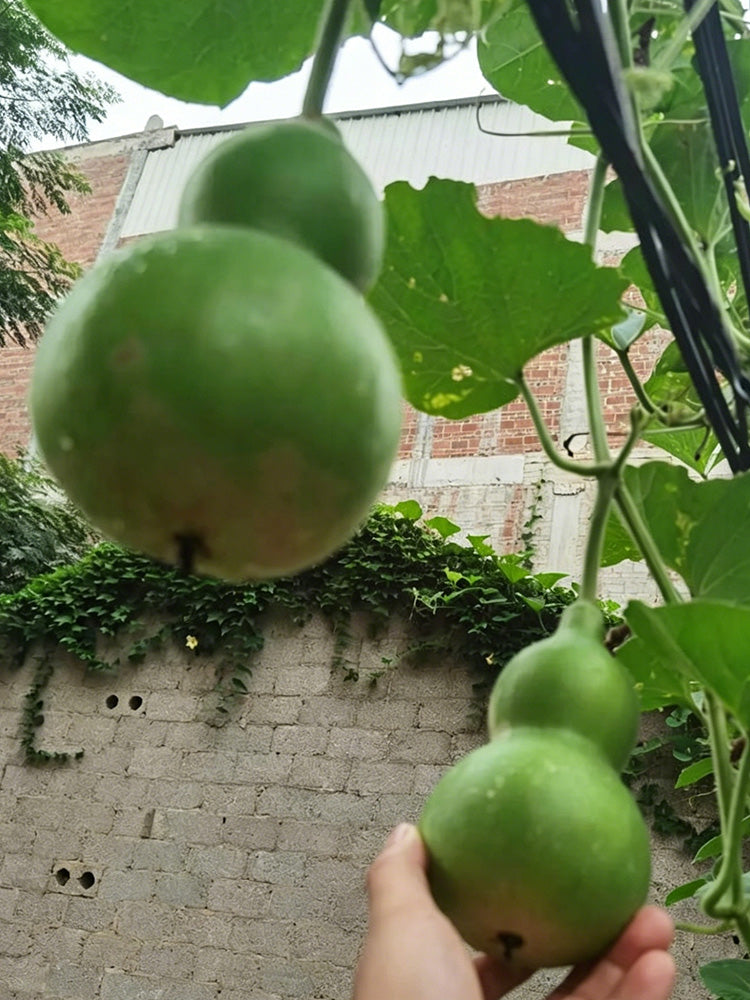 Jade Green Gourd