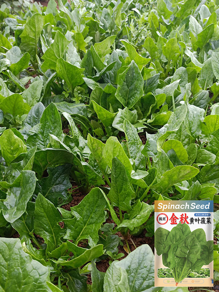 Golden Autumn Spinach