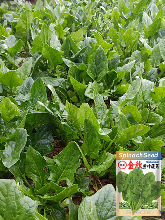 Golden Autumn Spinach
