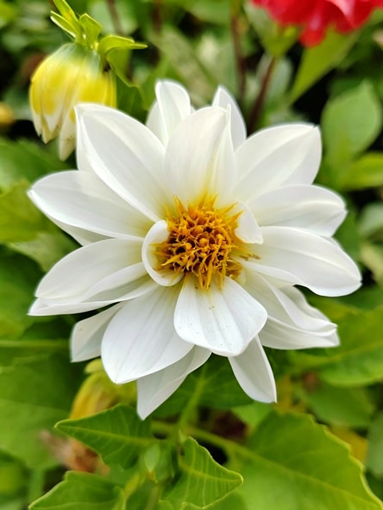 Dwarf Dahlia