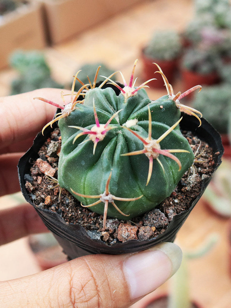 Ferocactus latispinus 'Sunrise'