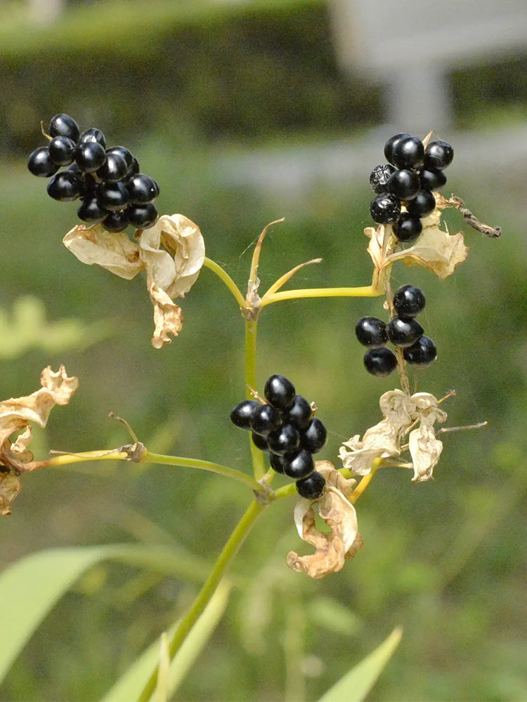 Blackberry Lily
