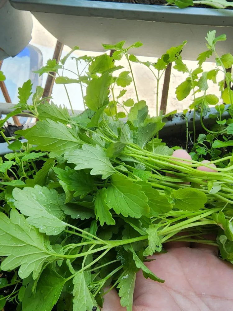 'Jiemei' Improved Motherwort