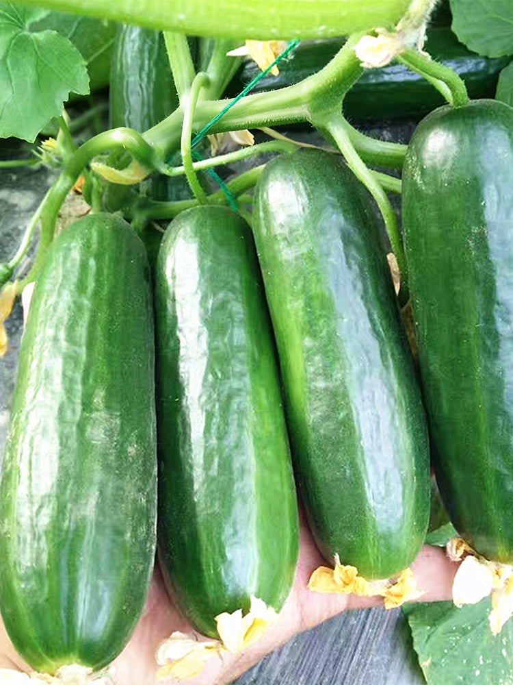'Hemei 198' Mini Cucumber