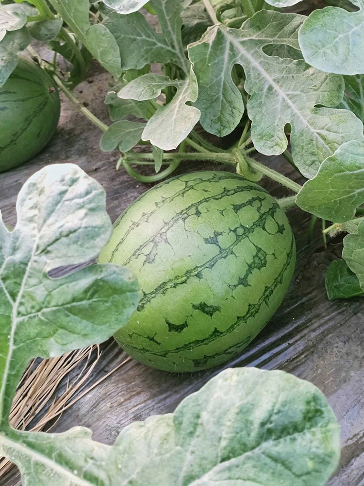 Xiaofeng Watermelon