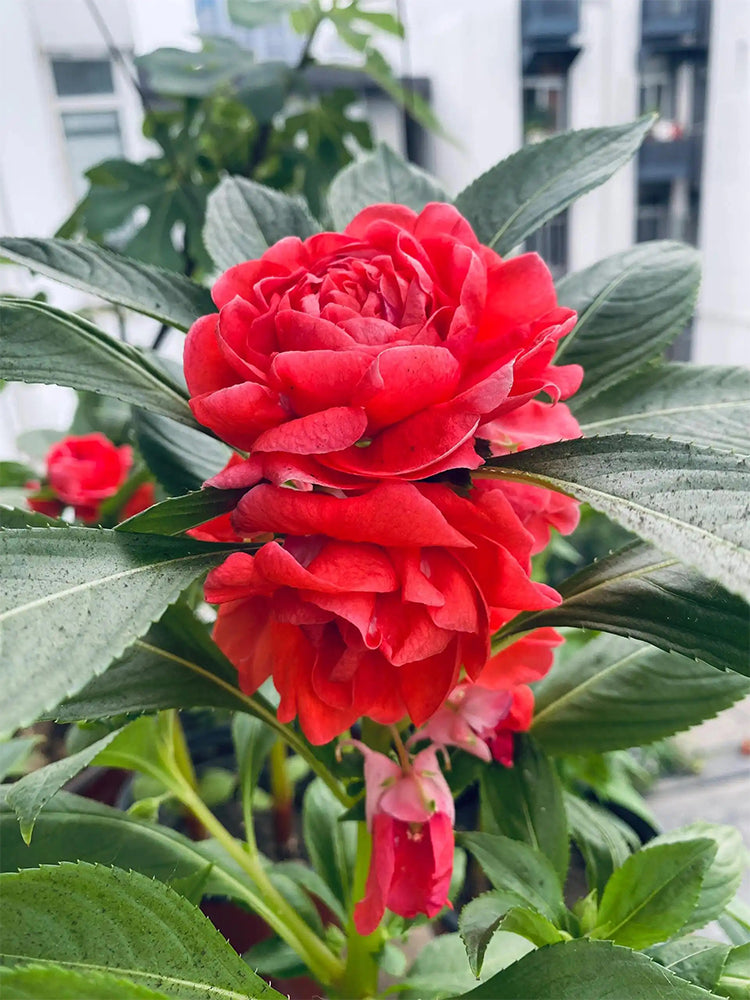 Red Garden Balsam Double Flowers (Impatiens balsamena.L)