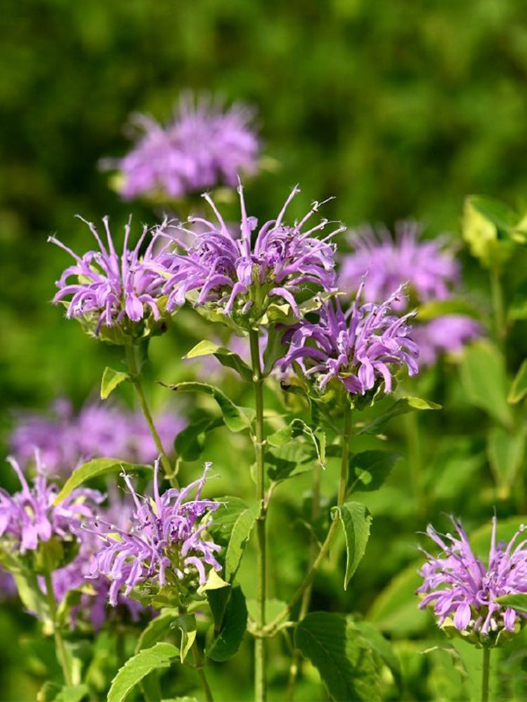 Hezhichun Bee Balm