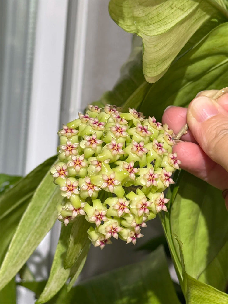 Hoya UT-033 Unrooted Stem Cuttings
