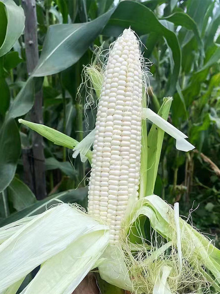 White Sweet Glutinous Corn