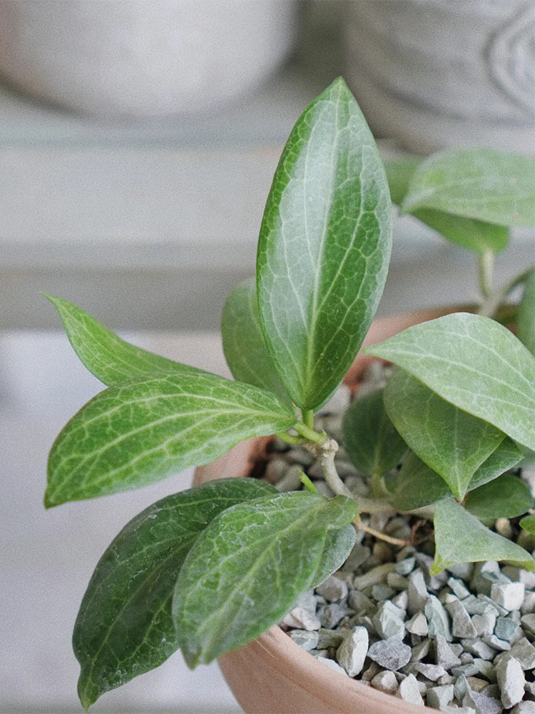 Hoya fitchii Unrooted Stem Cuttings