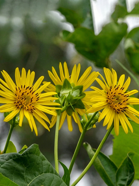 Cup Plant