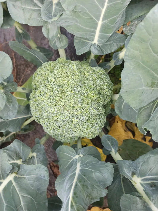 Broccoli