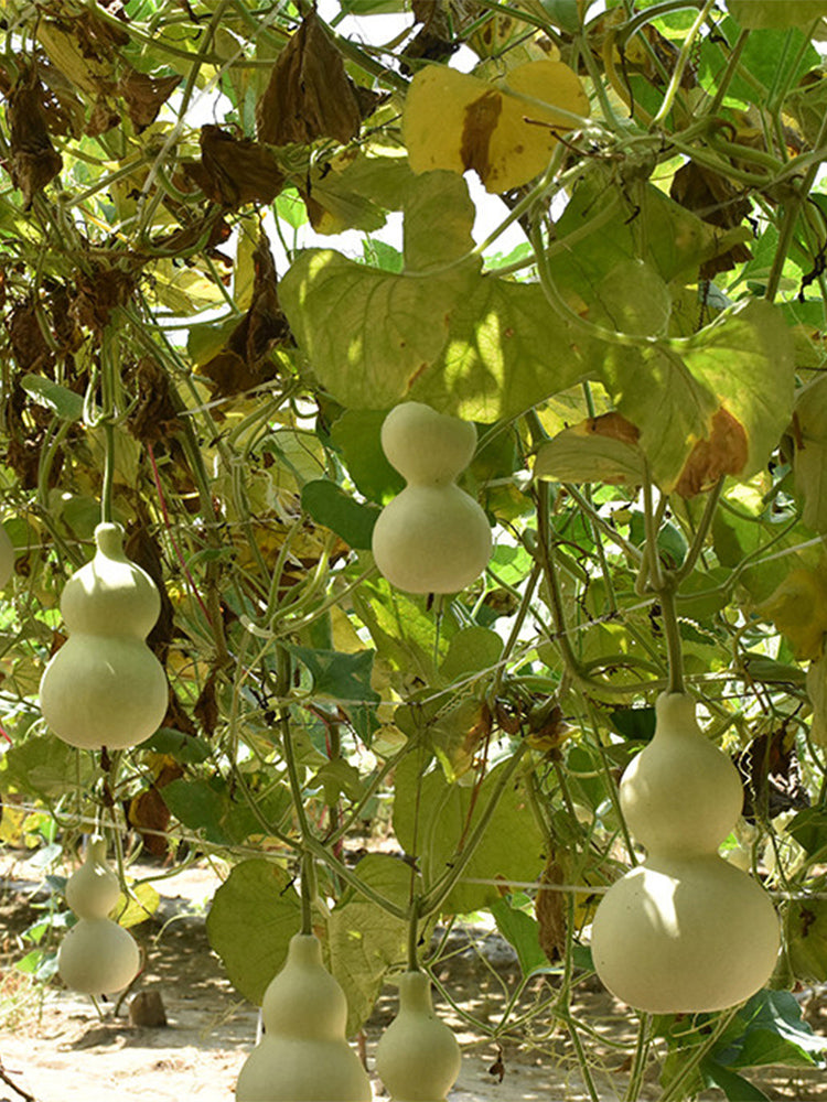 Hezhichun 'Slender Waist' Bottle Gourd