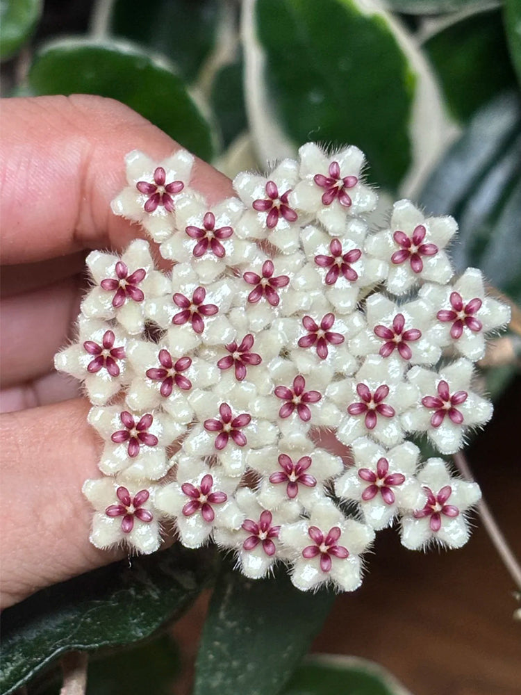 Phuwua Hoya Stem Cuttings