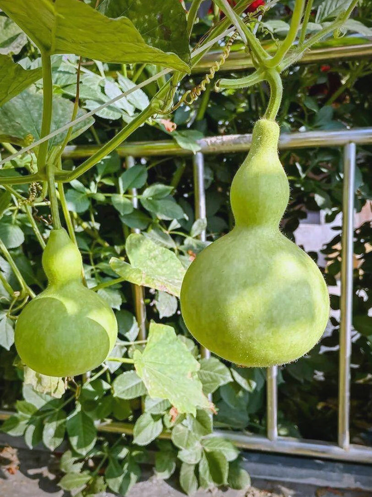 Giant Birdhouse Gourd