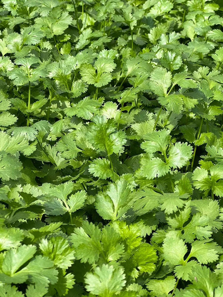 Yunxiang 369 Coriander