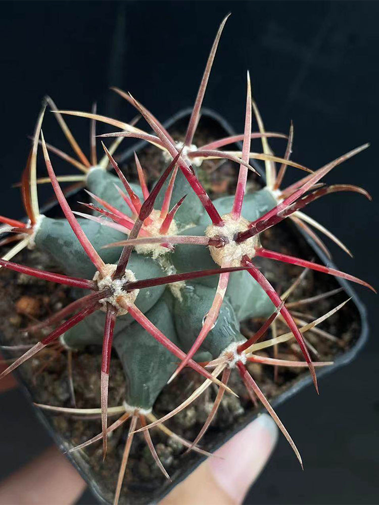 Ferocactus emoryi subsp. covillei