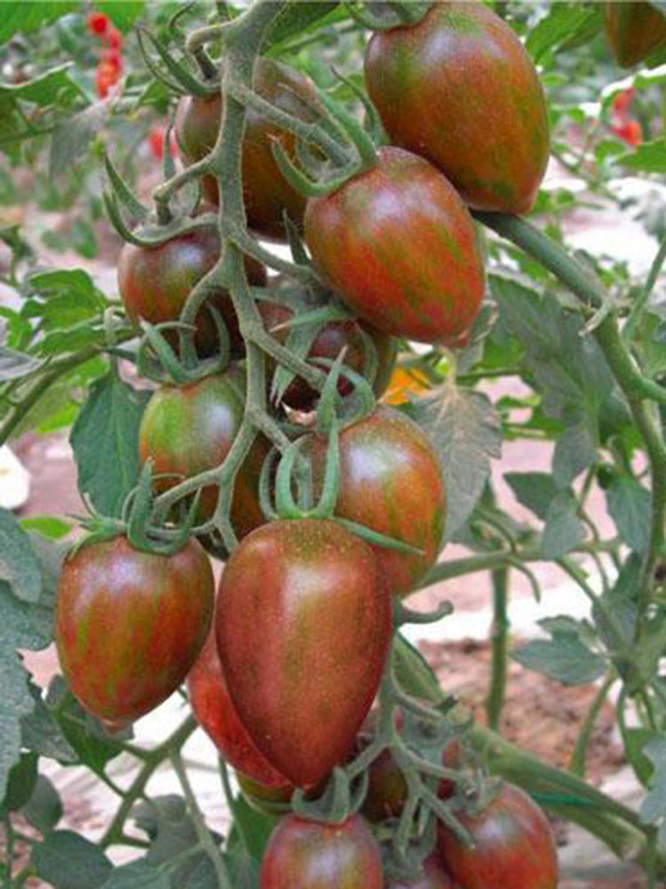 Royal Violet Cherry Tomato