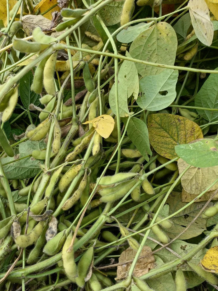 Small Black Soybean