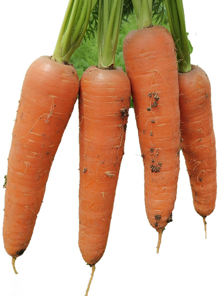 Traditional Five-Inch Carrot