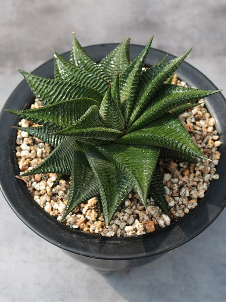 Haworthiopsis limifolia