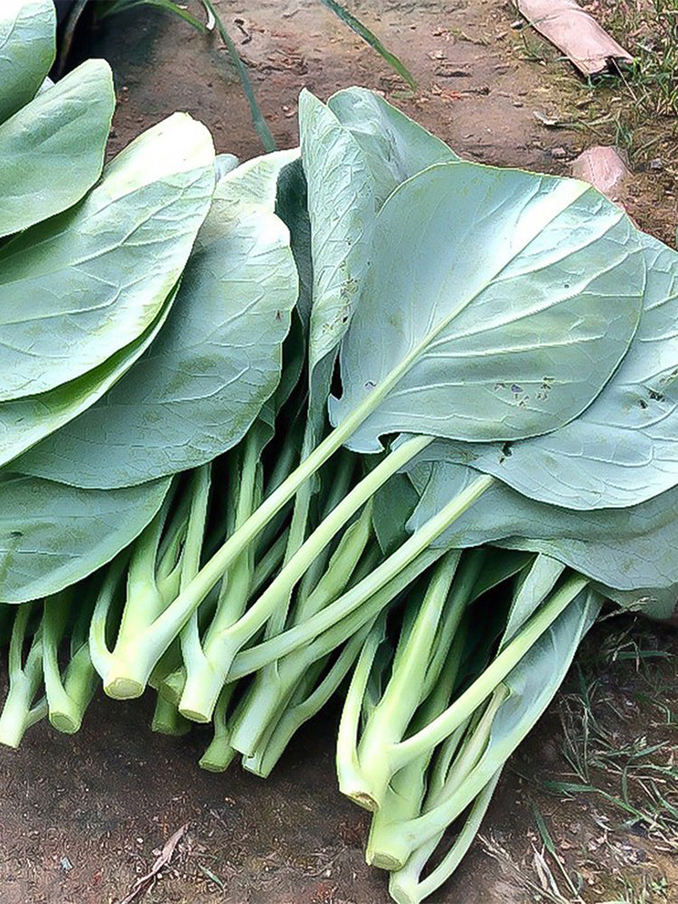 Heat-Tolerant Round-Leaf Chinese Kale