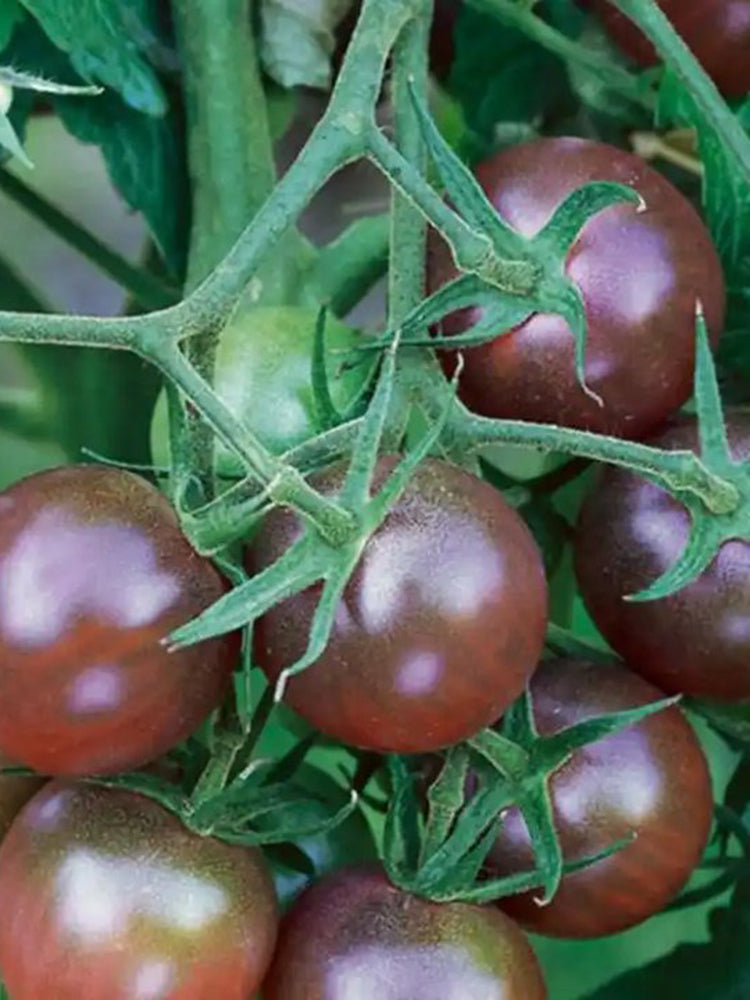 'Midnight Pearl' Cherry Tomato