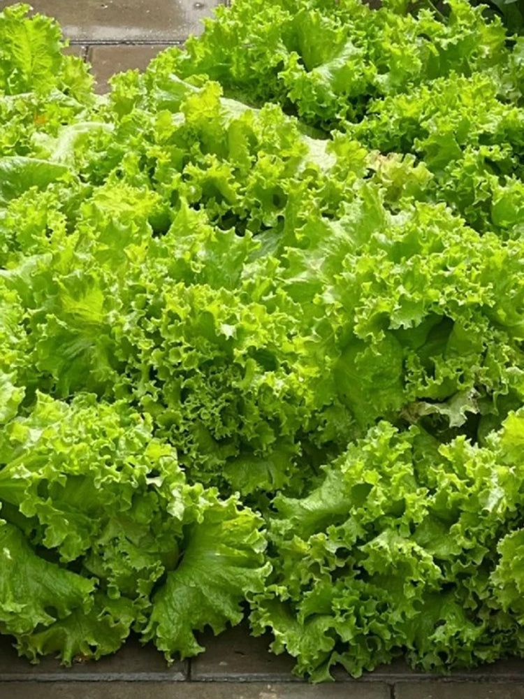 Big Speed Lettuce