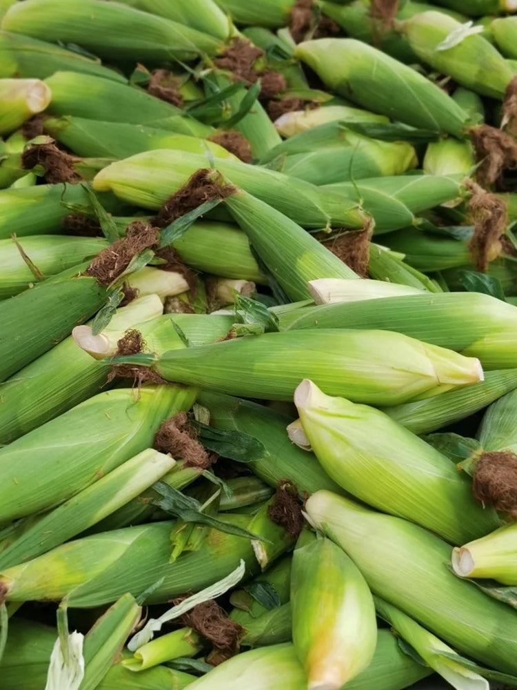 Jingkenuo 2000E Corn