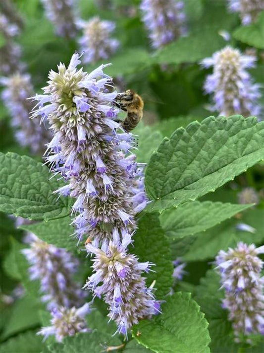 Korean mint (Agastache rugosa)