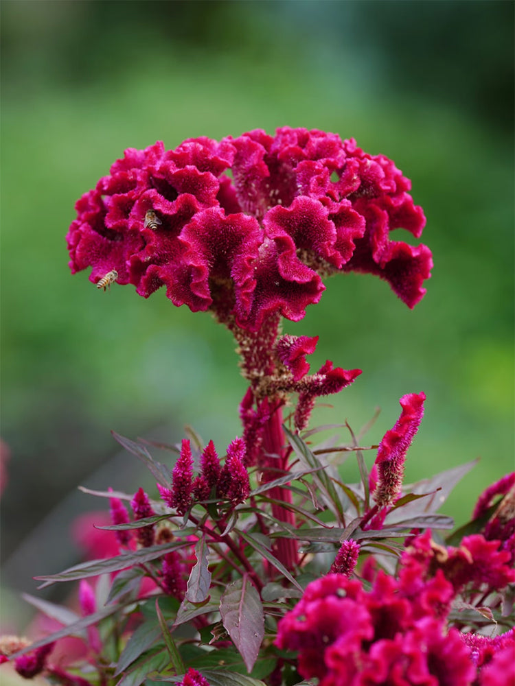 Hezhichun Purple Cockscomb