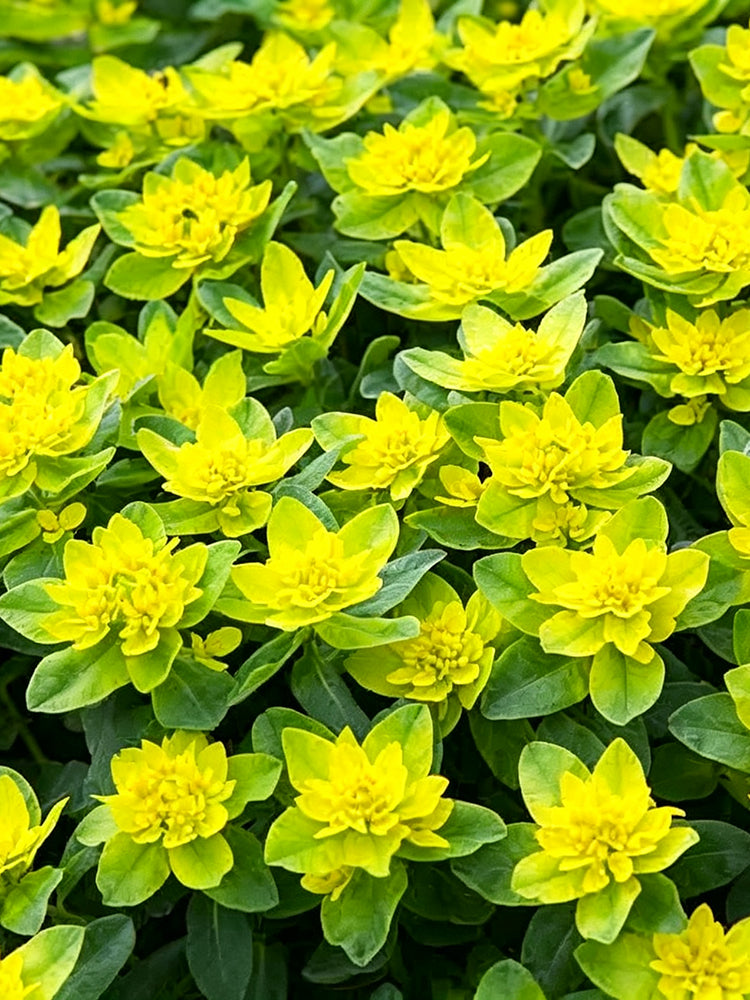 Cushion Spurge