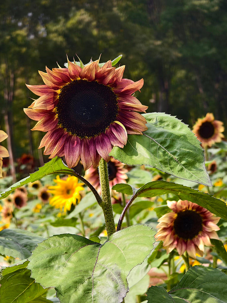HEL25 Sunflower