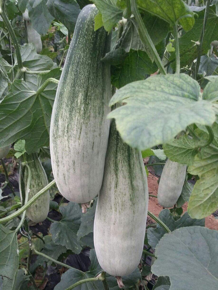 Jinyun Crisp-Sweet Melon