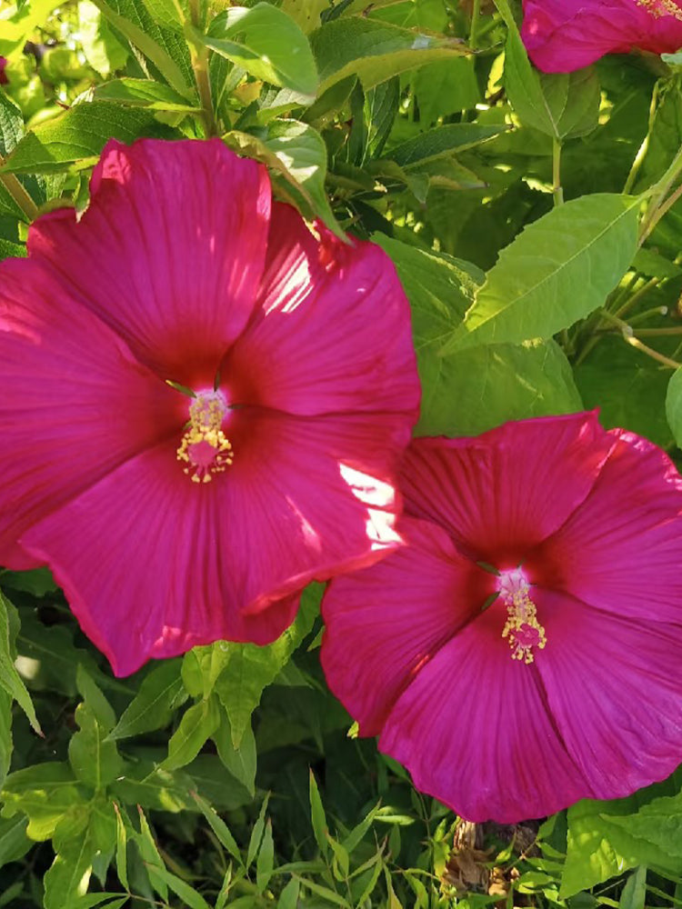 Swamp Rose Mallow Mixed