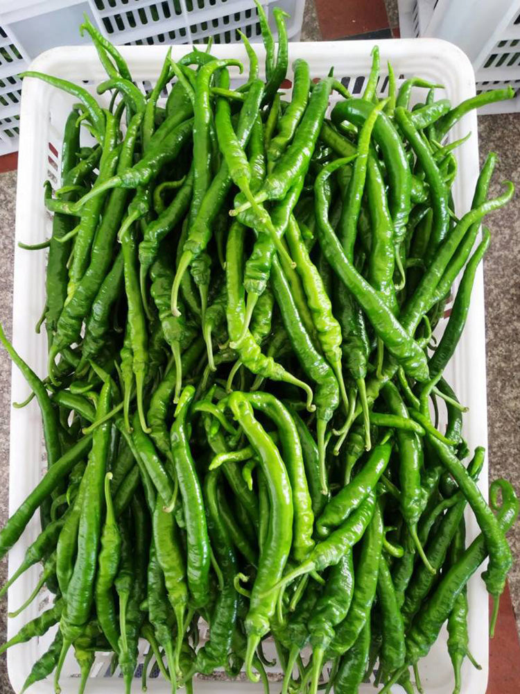 Spiral Spicy Line Pepper