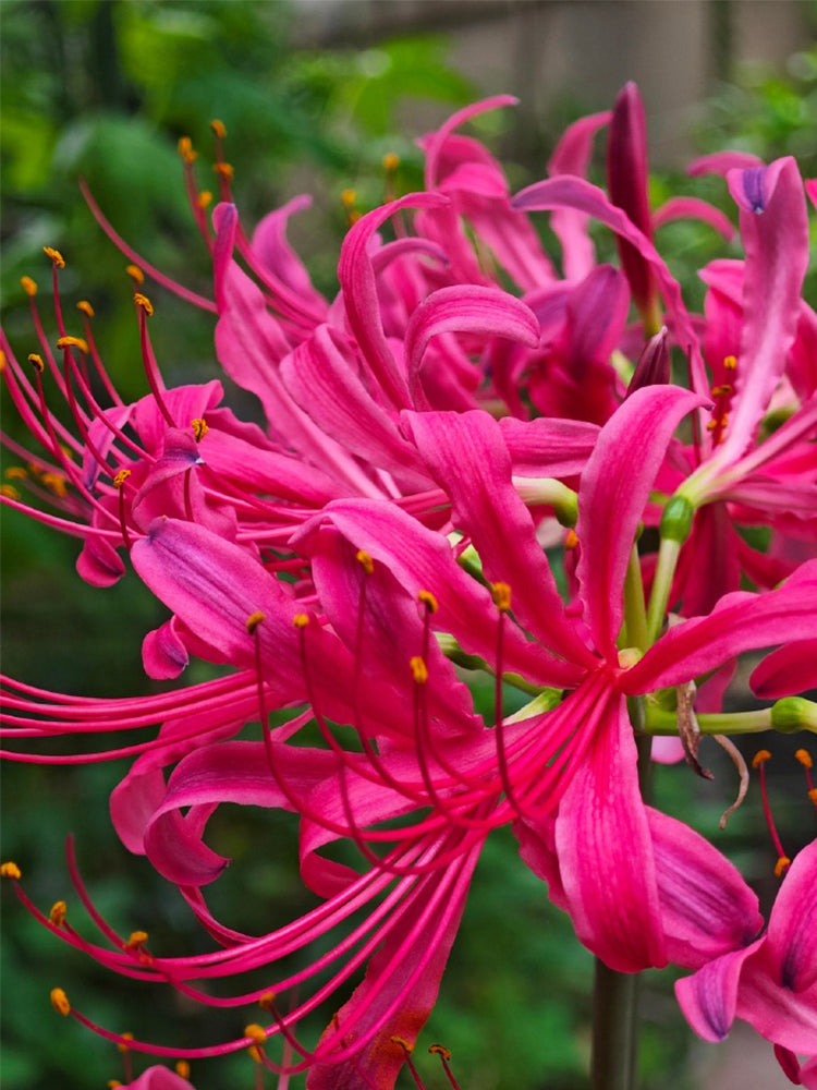 Pink Lycoris sprengeri