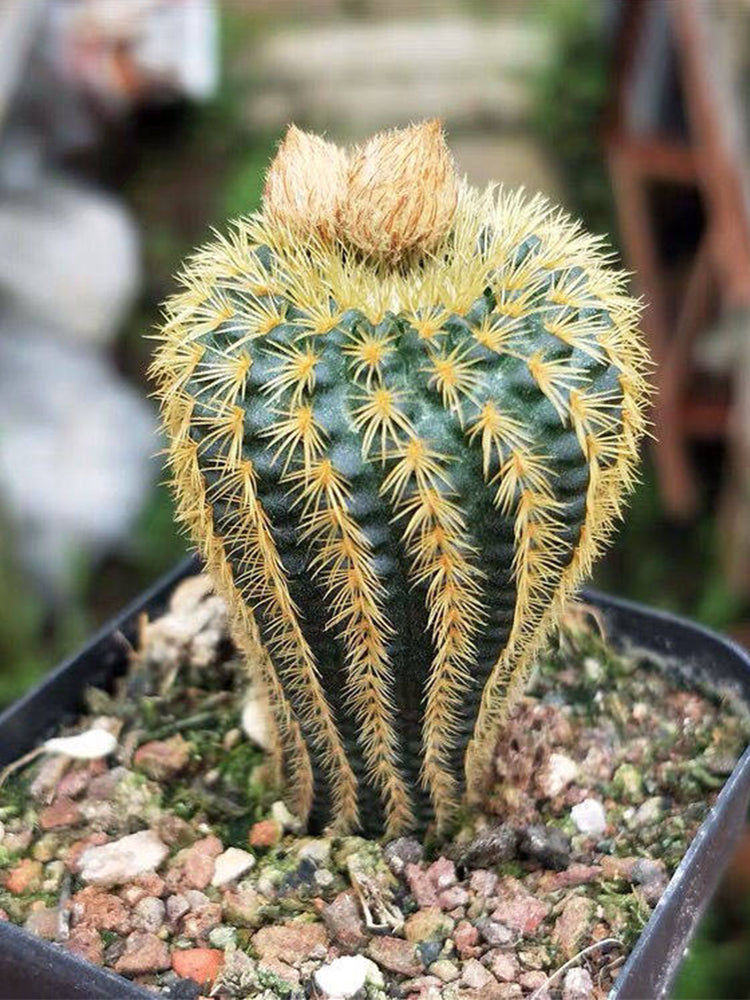 Frailea aurea