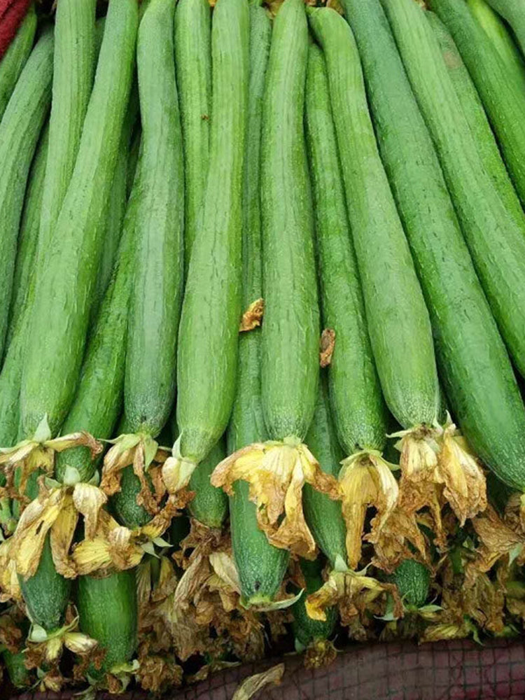 Spring-Autumn 915 Luffa