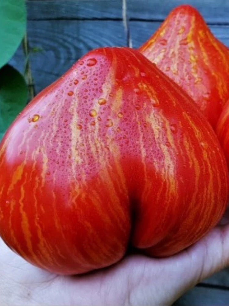 'Dwarf Stone Creek Heart' Tomato