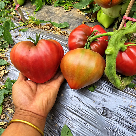 239 Borisovna's Black Heart Tomato