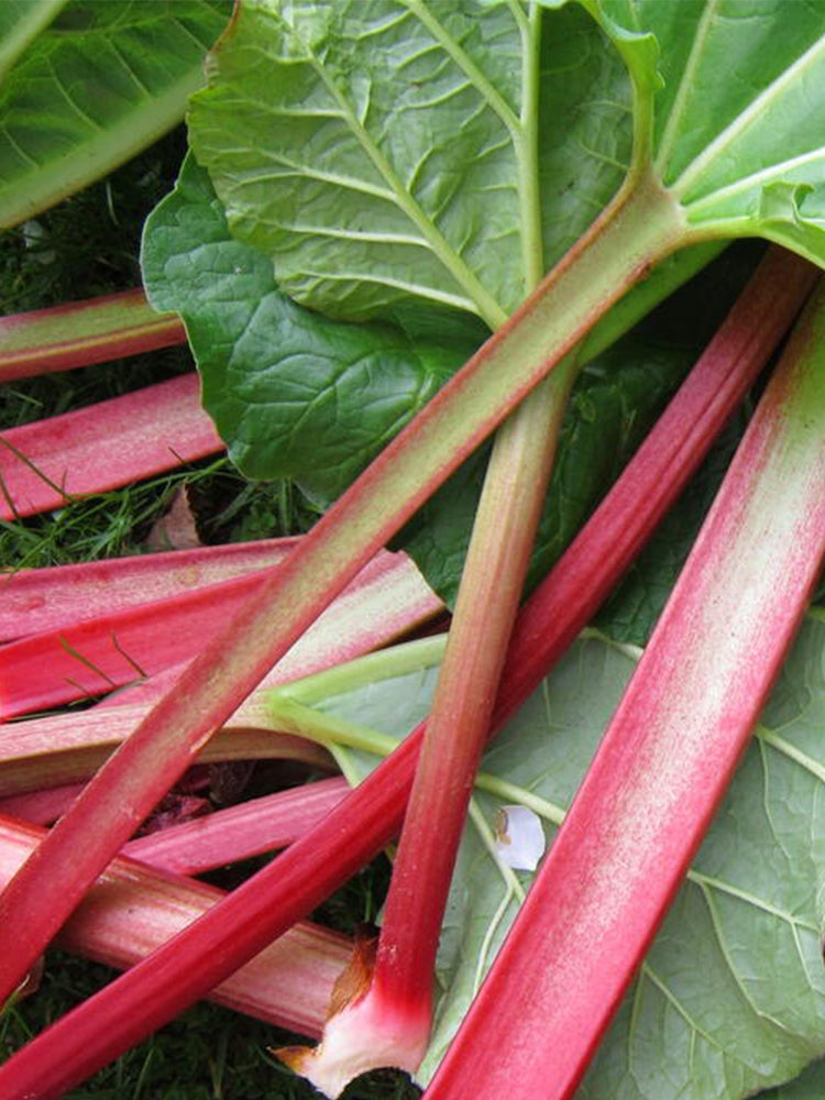 Garden Rhubarb