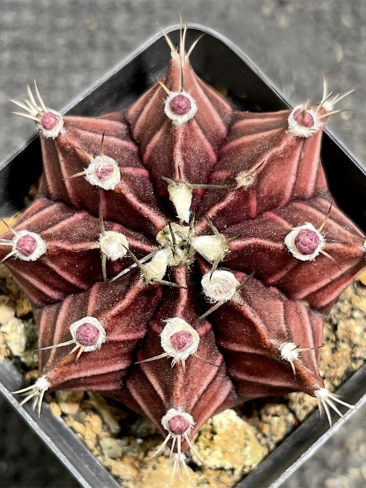 Gymnocalycium mihanovichii 'Hibotan Purple'