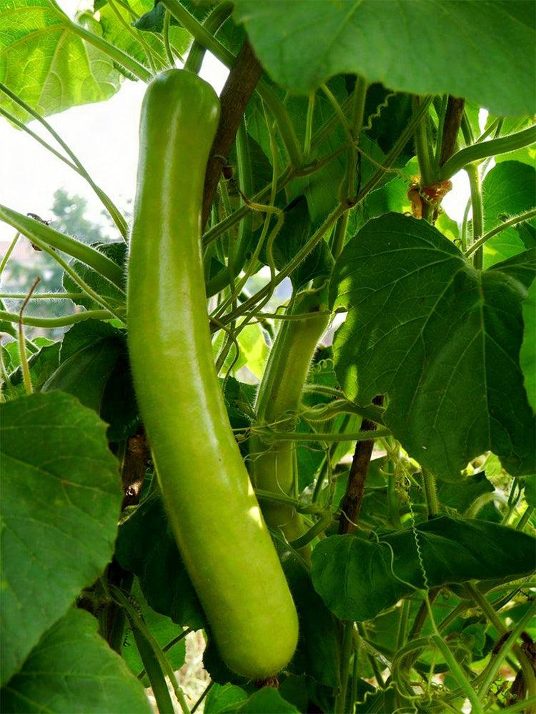'Zhepu No.6' Bottle Gourds