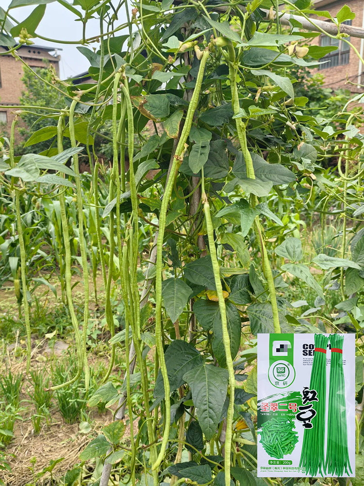Shengcui No.2 Cowpea