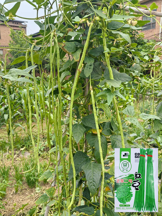 Shengcui No.2 Cowpea