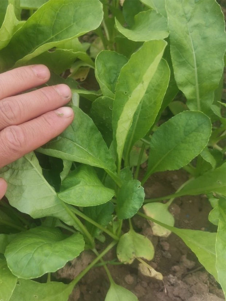'Jiemei' Fast-Growing Radish Sprouts