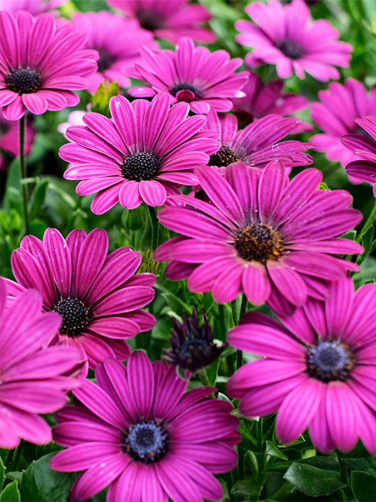 Purplel African Daisy