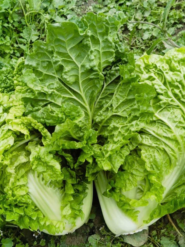 Jiemei 203 Xiayang Chinese Cabbage