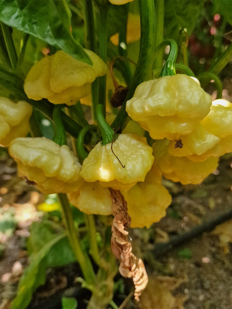 KS Lemon Starrburst Pepper